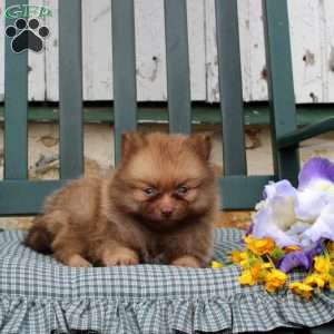 Bently, Pomeranian Puppy